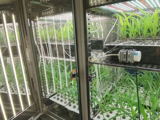 Camera di crescita vegetale Liyi Macchina per la germinazione dei semi a clima artificiale Serra di crescita vegetale Incubatrice
